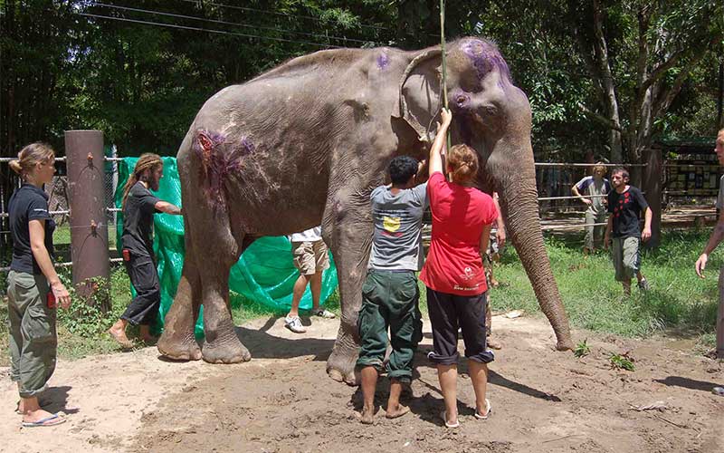voluntariado en Laos cuidado de elefantes