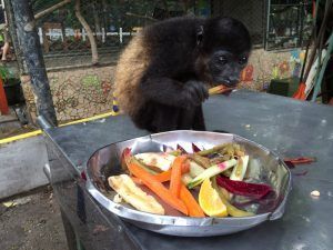 Voluntariado Costa Rica cuidado de animales