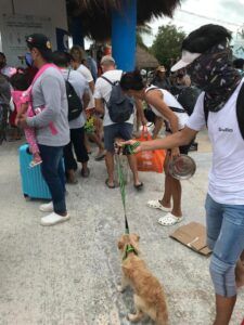 Voluntariado animales México Holbox